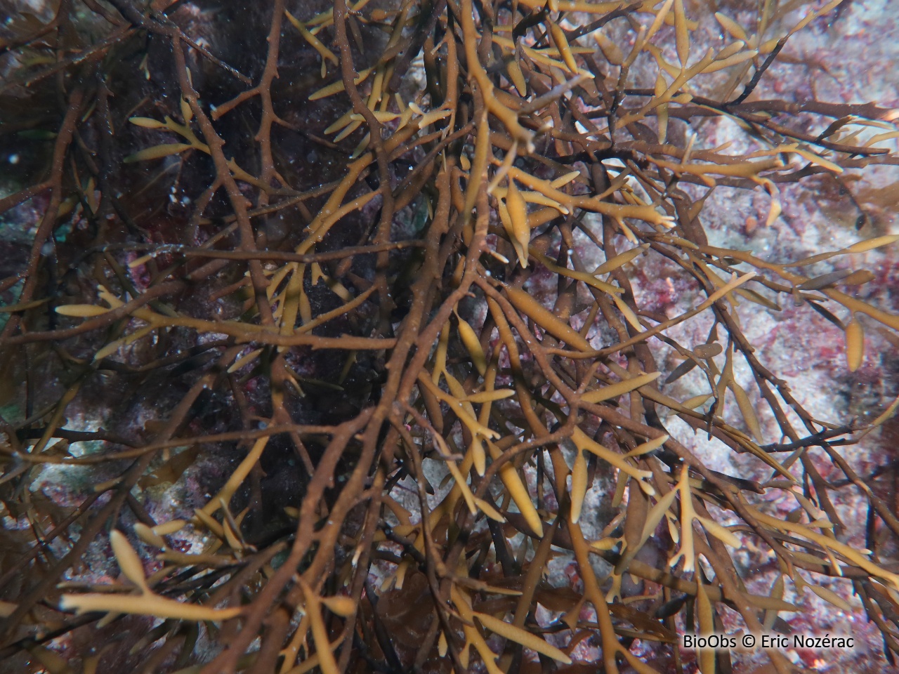 Queue de poulain - Halidrys siliquosa - Eric Nozérac - BioObs