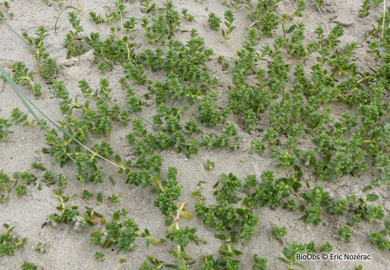 Pourpier des plages - Honckenya peploides - Eric Nozérac - BioObs