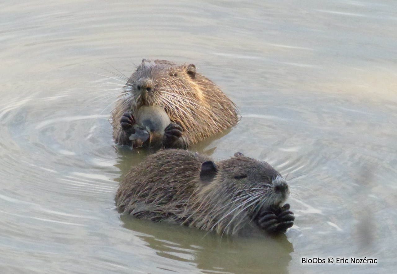Ragondin - Myocastor coypus - Eric Nozérac - BioObs