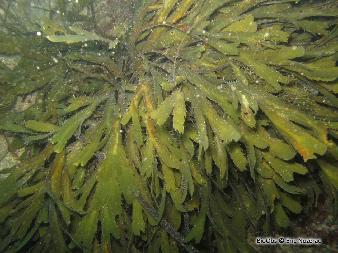 Fucus denté - Fucus serratus - Eric Nozérac - BioObs