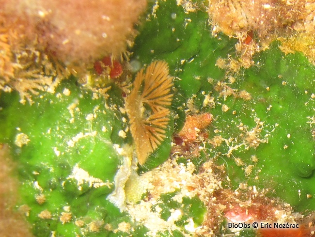 Bryozoaire à fouet - Caberea boryi - Eric Nozérac - BioObs