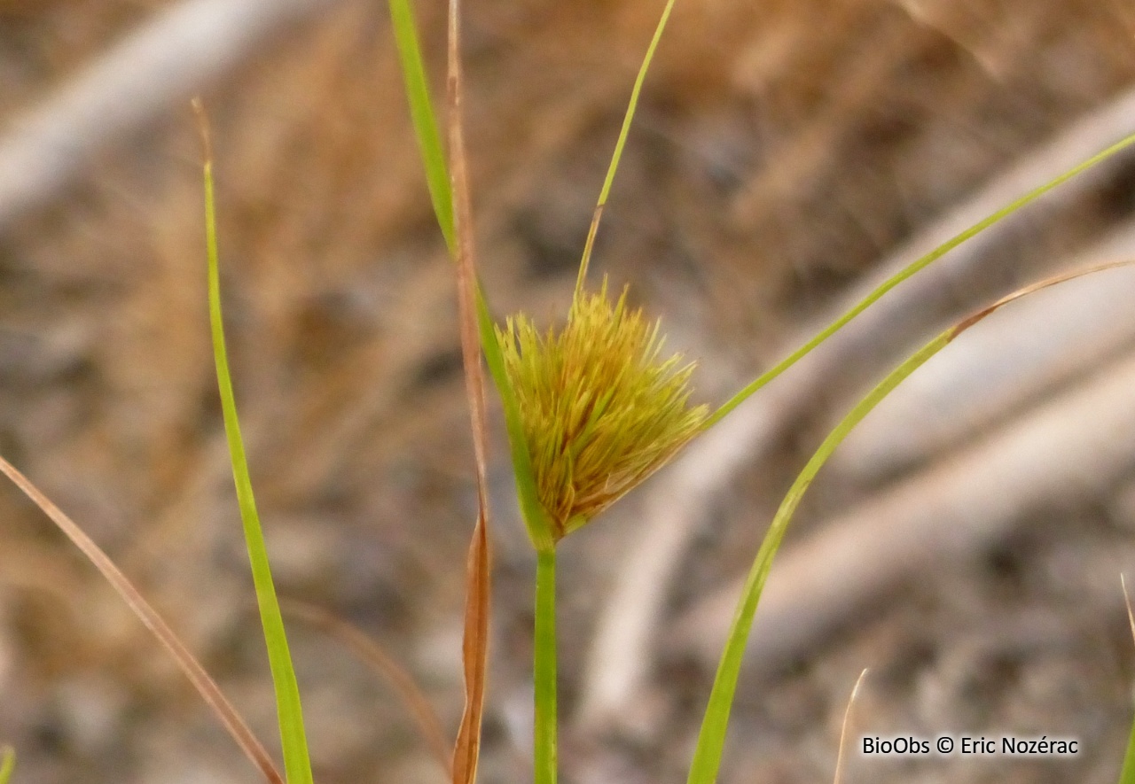 Laîche de Bohême - Carex bohemica - Eric Nozérac - BioObs