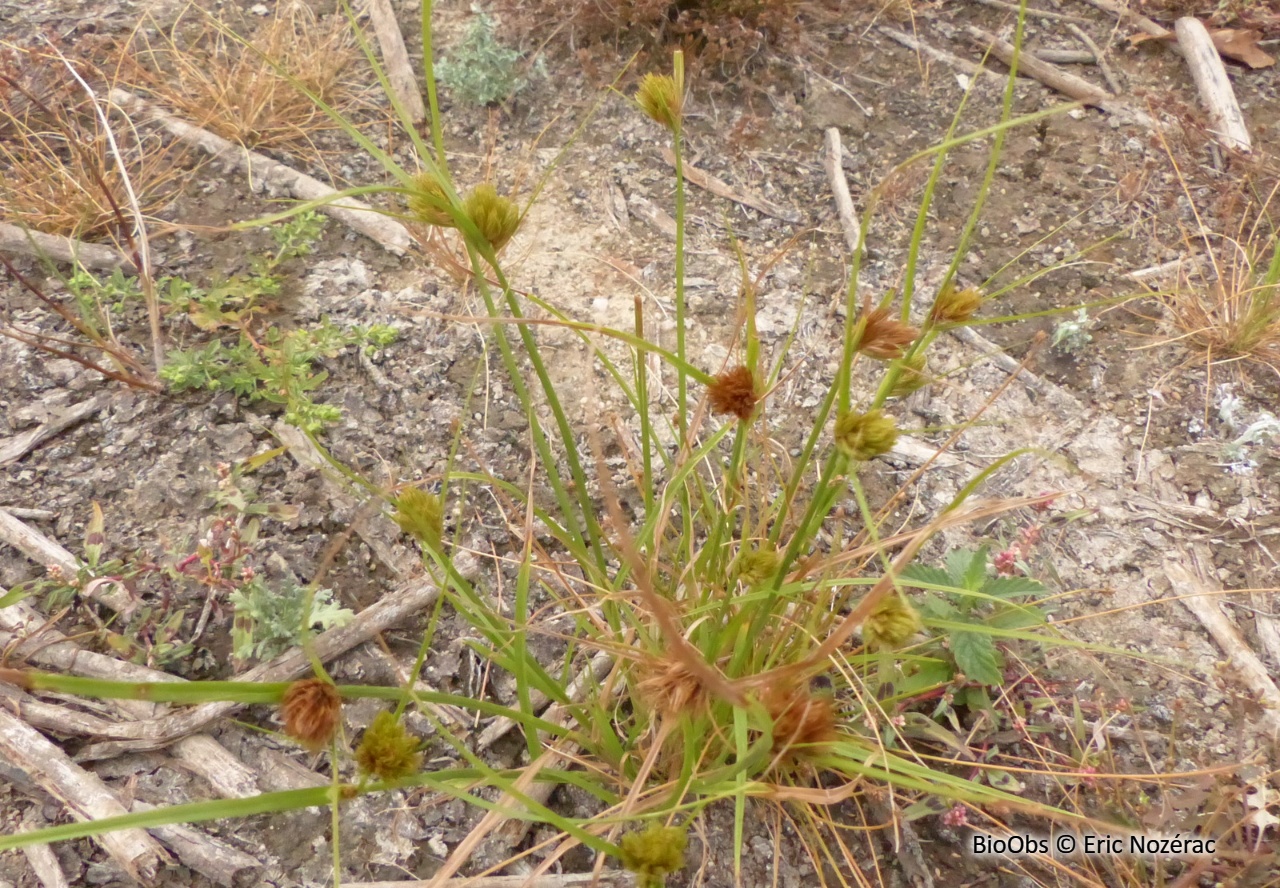 Laîche de Bohême - Carex bohemica - Eric Nozérac - BioObs