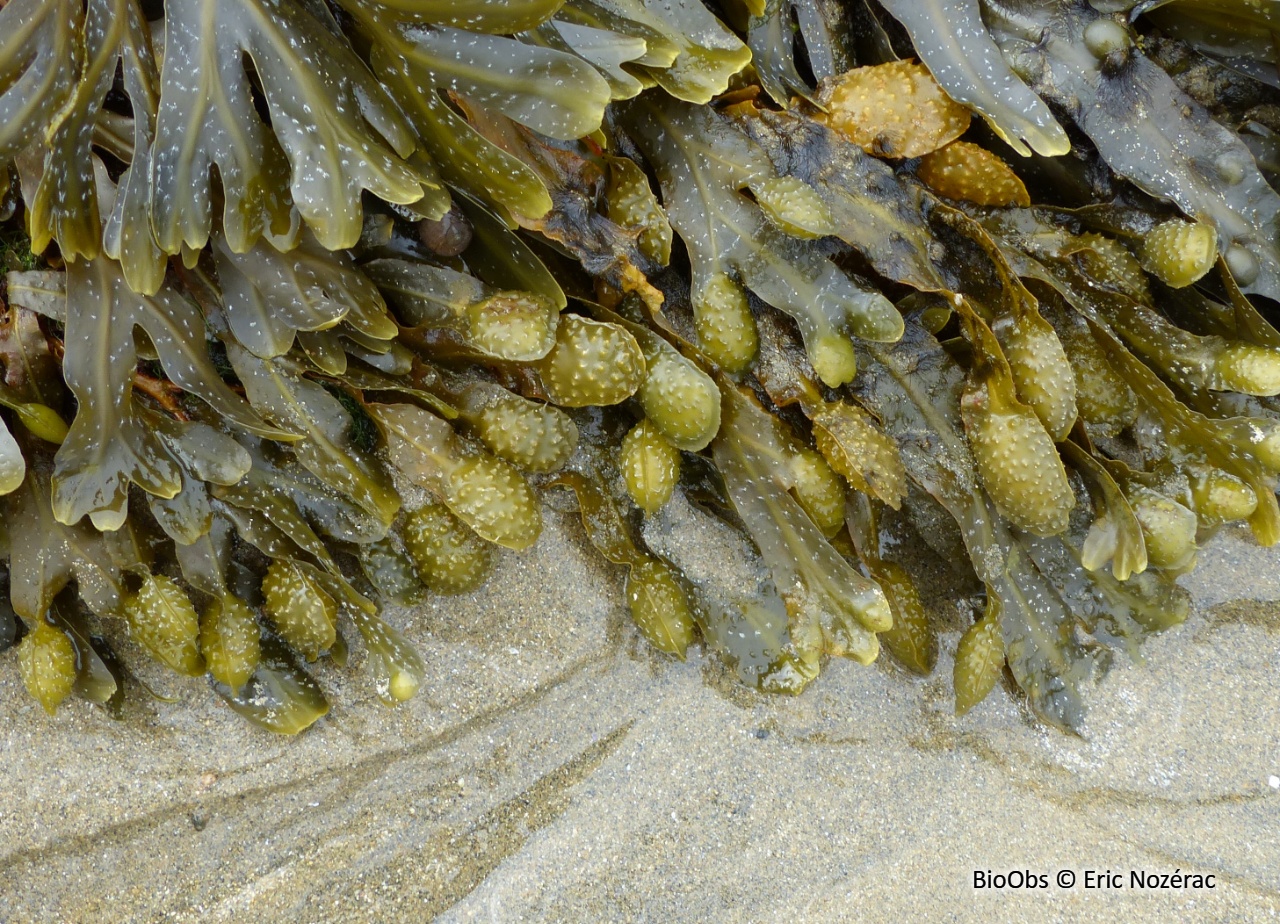 Fucus spiralé - Fucus spiralis - Eric Nozérac - BioObs