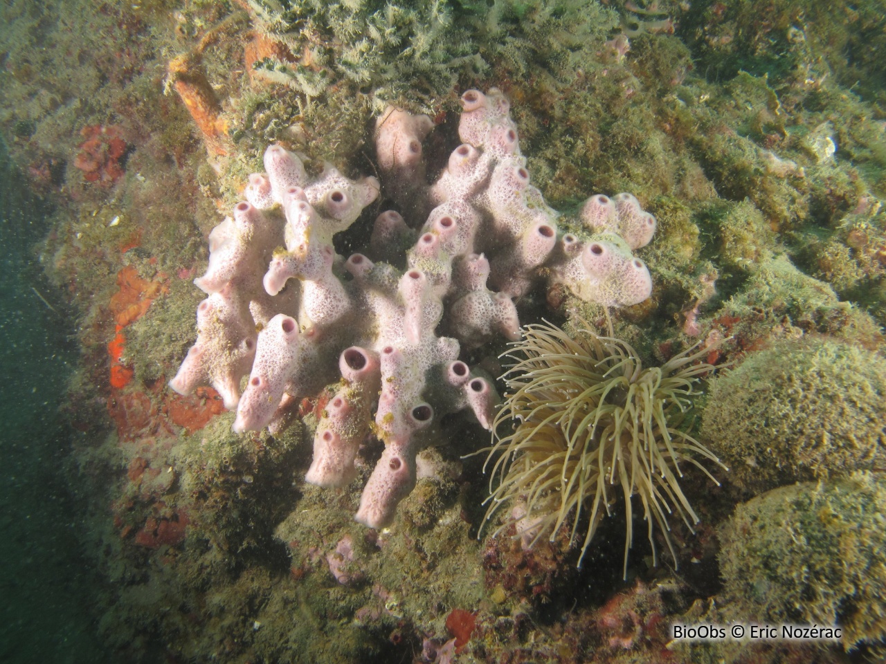 Chaline à cheminées roses - Haliclona (Rhizoniera) viscosa - Eric Nozérac - BioObs