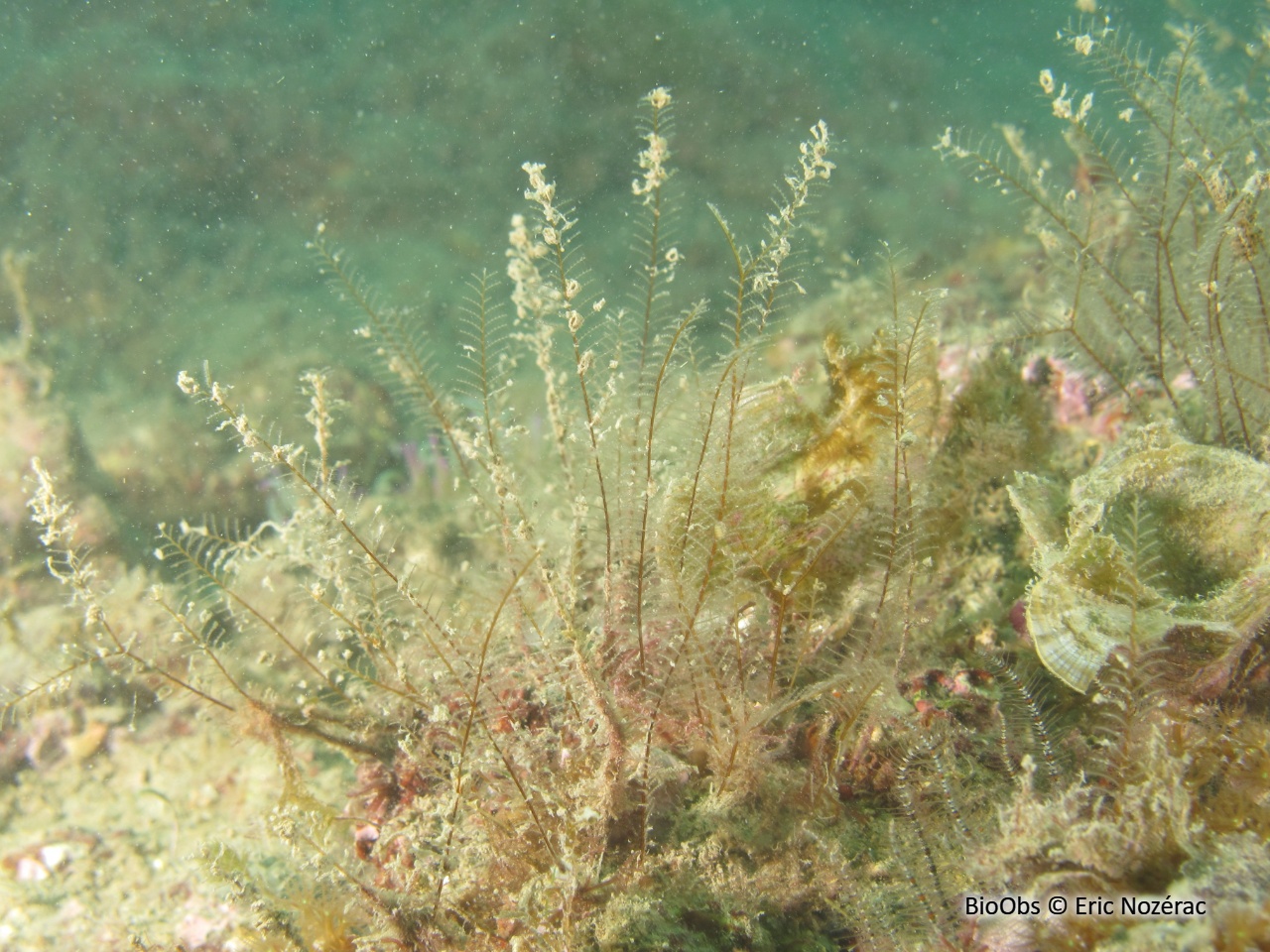 Aglaophénia allongée - Aglaophenia elongata - Eric Nozérac - BioObs