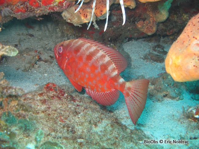 Soleil - Heteropriacanthus cruentatus - Eric Nozérac - BioObs