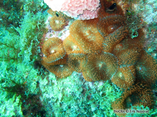 Corallimorphaire verruqueux - Rhodactis osculifera - Eric Nozérac - BioObs