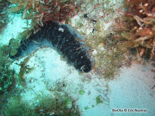 Holothurie mexicaine - Holothuria (Halodeima) mexicana - Eric Nozérac - BioObs