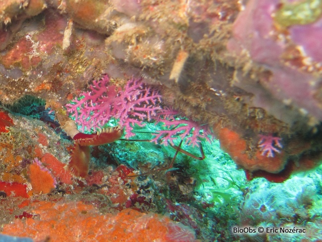 Corail dentelle rose - Stylaster roseus - Eric Nozérac - BioObs