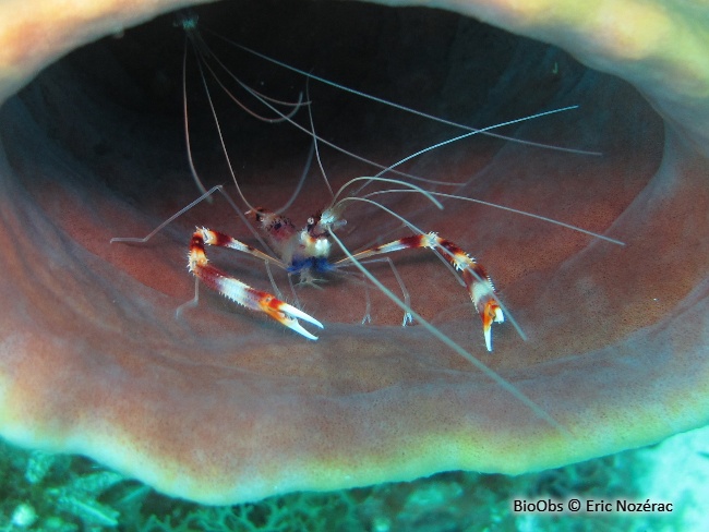 Grande crevette nettoyeuse - Stenopus hispidus - Eric Nozérac - BioObs