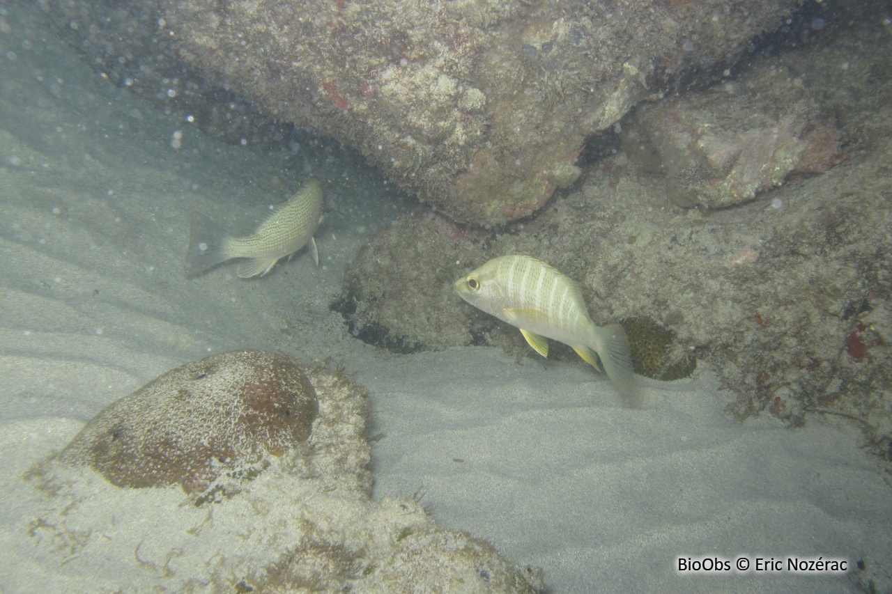 Sarde jaune - Lutjanus apodus - Eric Nozérac - BioObs