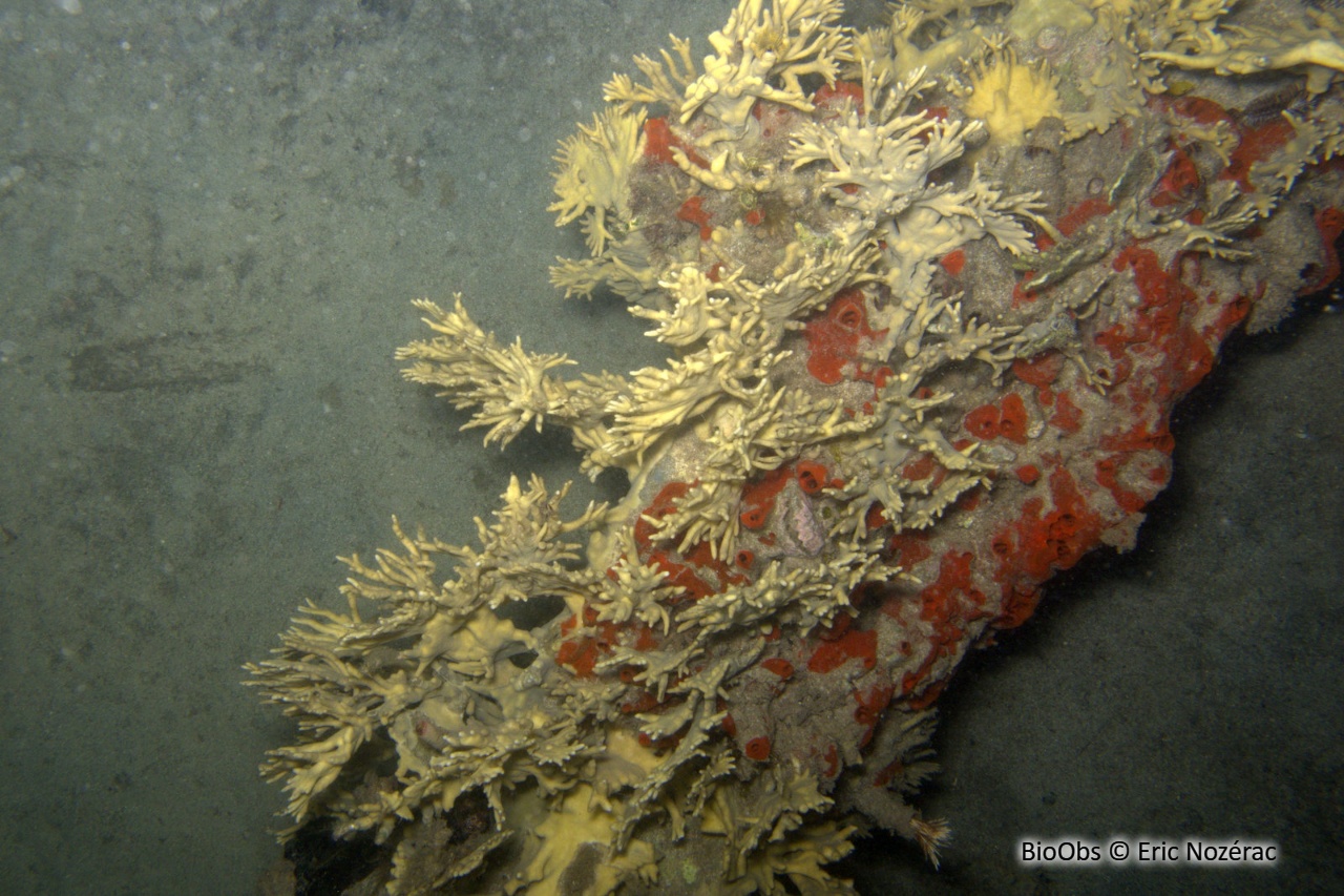 Corail de feu branchu - Millepora alcicornis - Eric Nozérac - BioObs