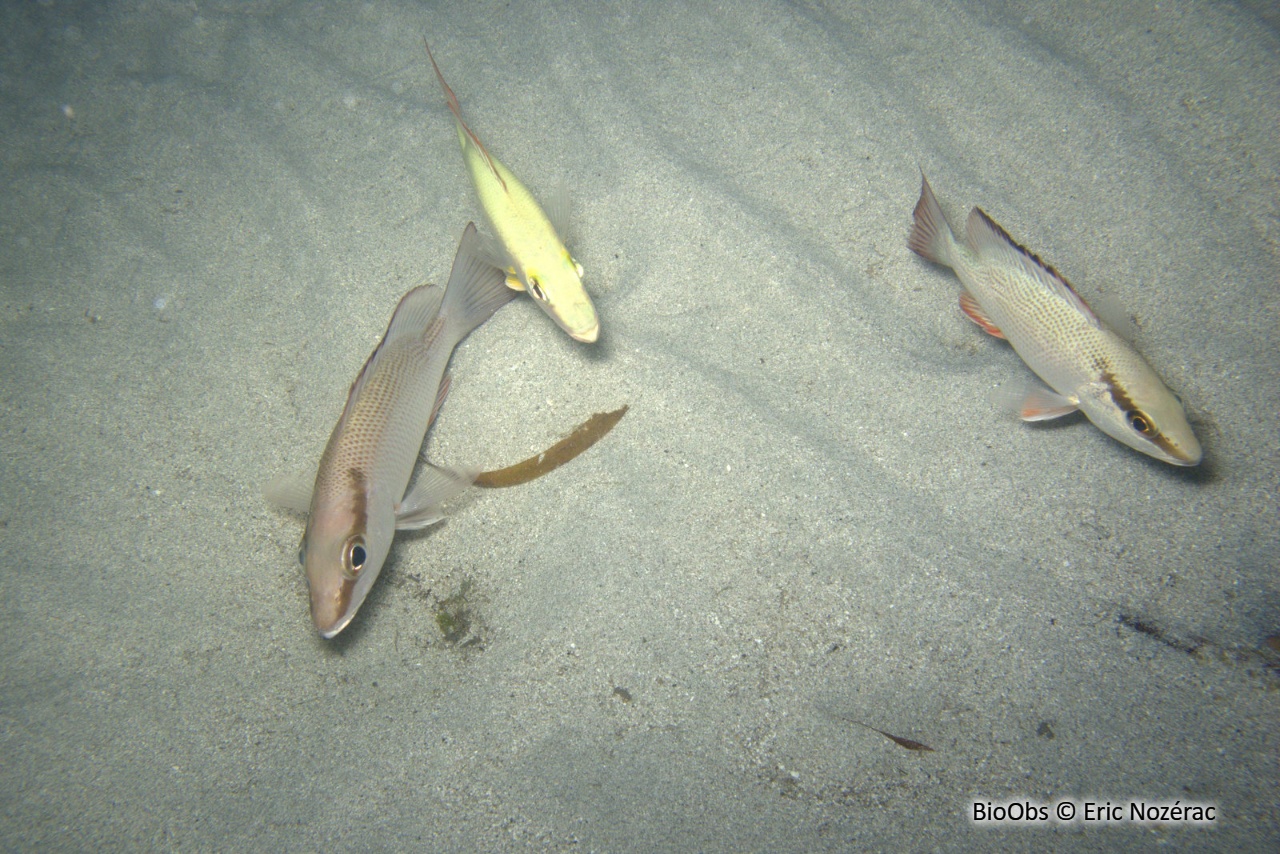 Sarde grise - Lutjanus griseus - Eric Nozérac - BioObs
