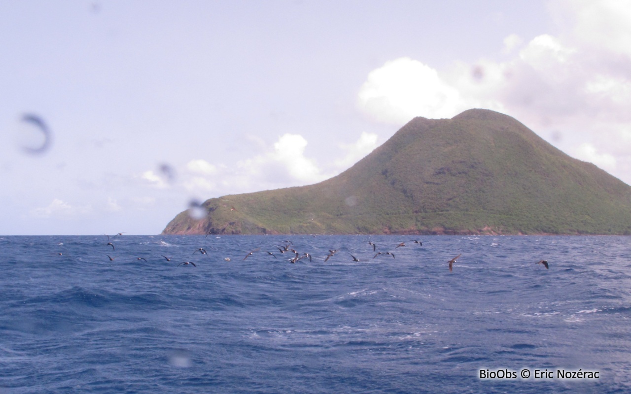 Fou brun - Sula leucogaster - Eric Nozérac - BioObs