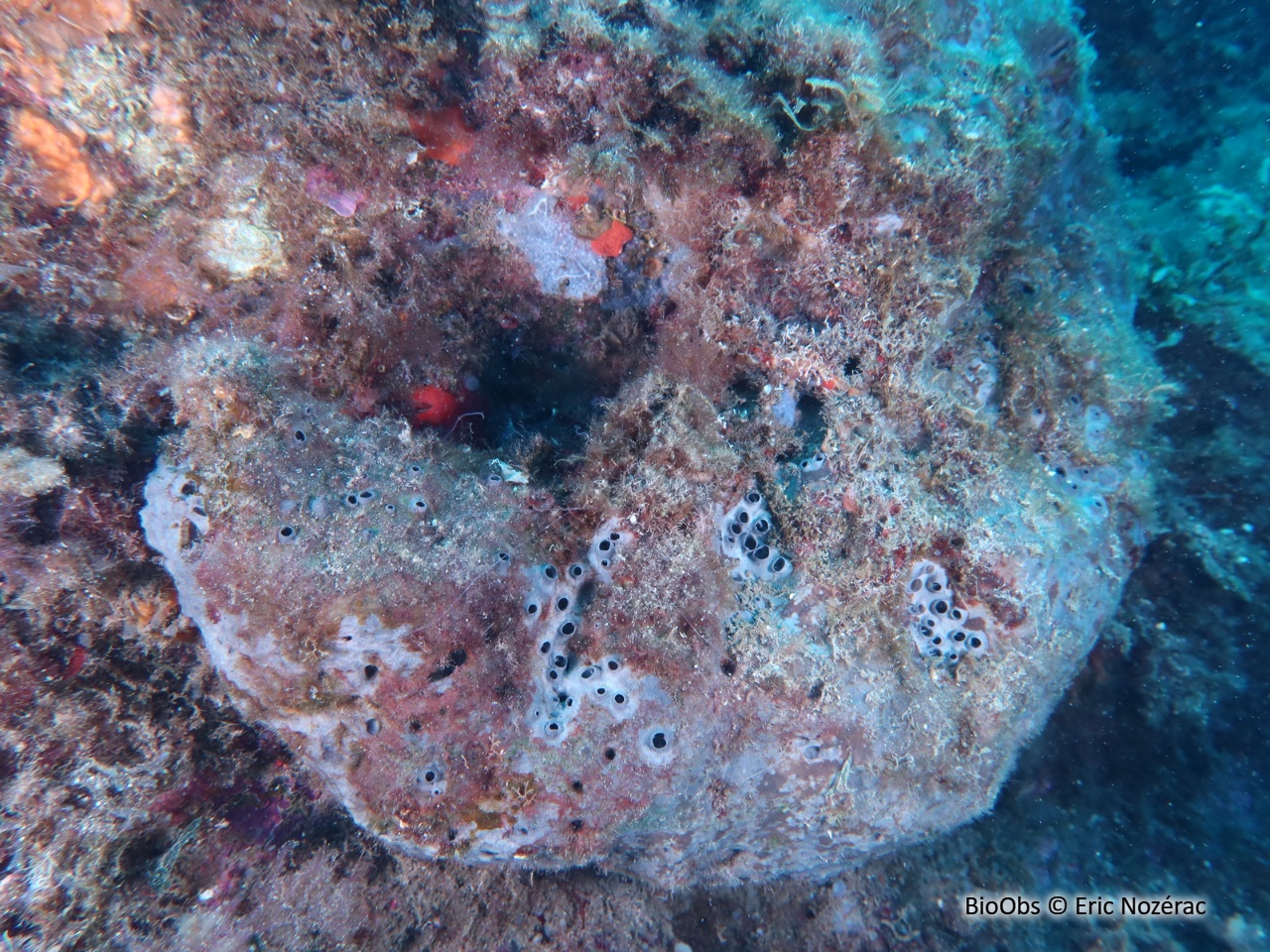 Eponge fétide - Sarcotragus foetidus - Eric Nozérac - BioObs