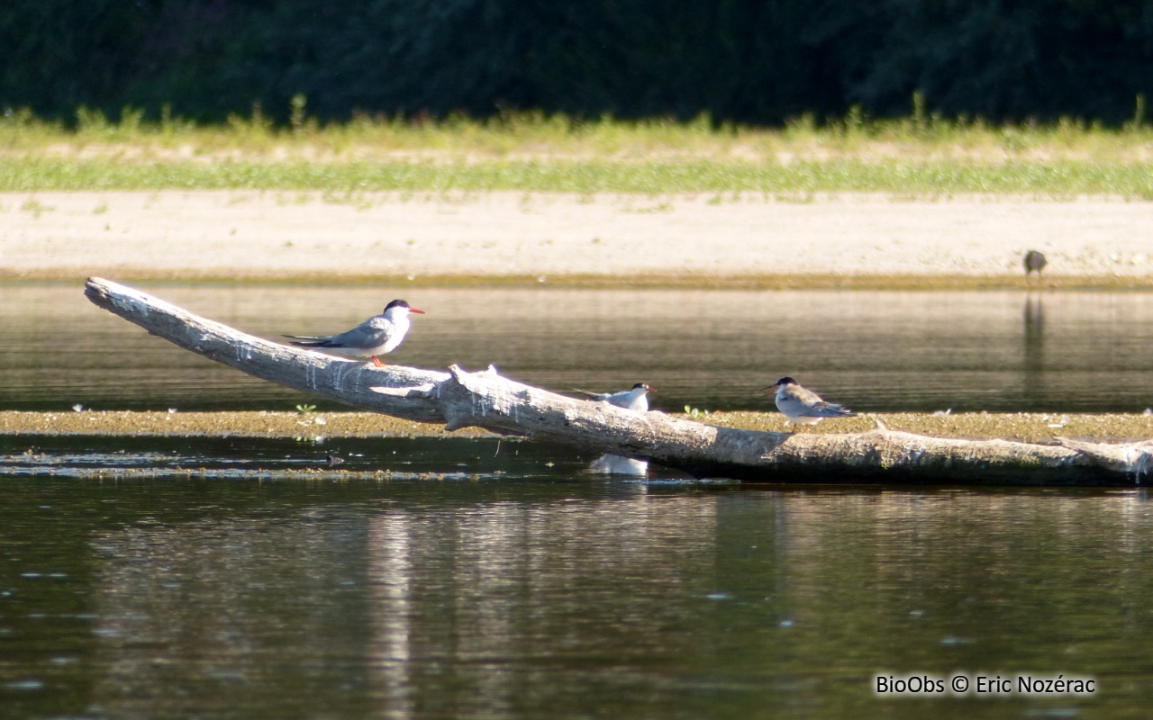 Sterne pierregarin - Sterna hirundo - Eric Nozérac - BioObs