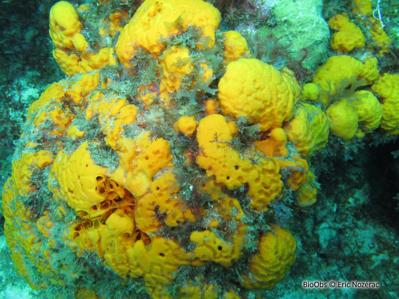 Eponge styx - Myrmekioderma gyroderma - Eric Nozérac - BioObs