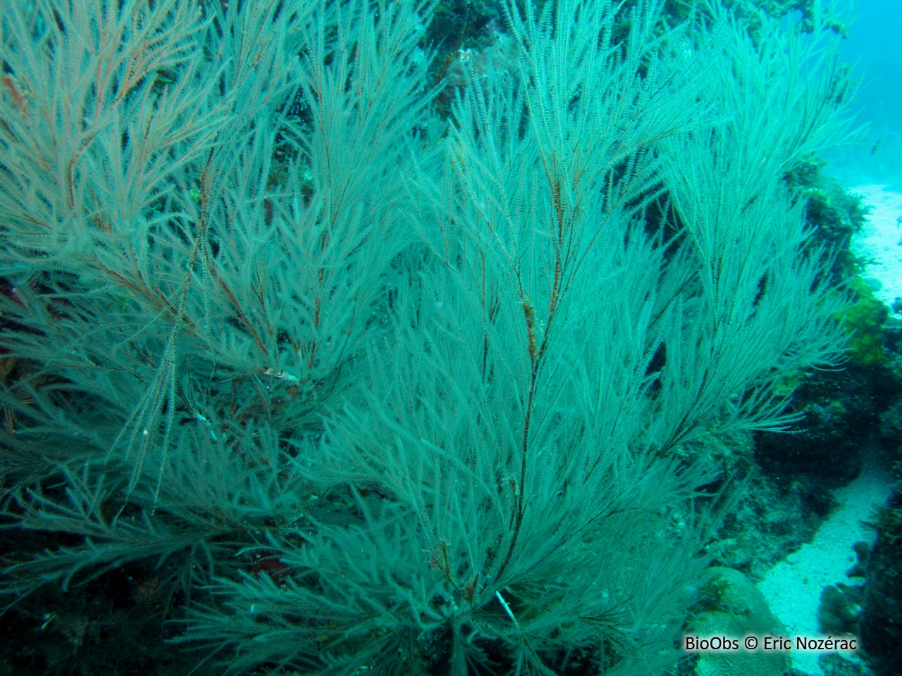Corail noir plumeux - Plumapathes pennacea - Eric Nozérac - BioObs