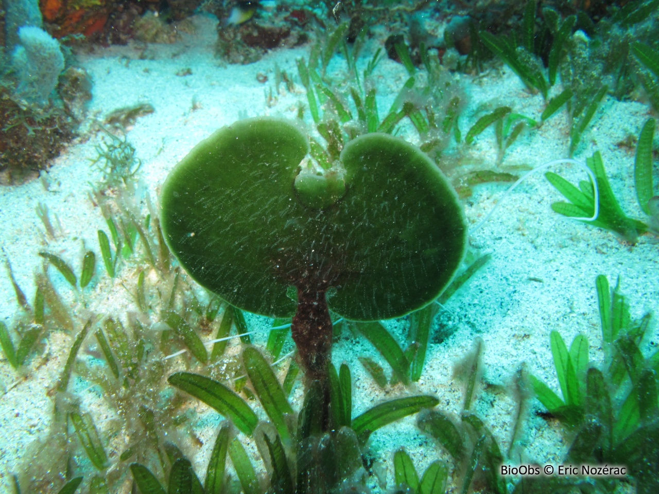 Algue pagaie - Avrainvillea asarifolia - Eric Nozérac - BioObs