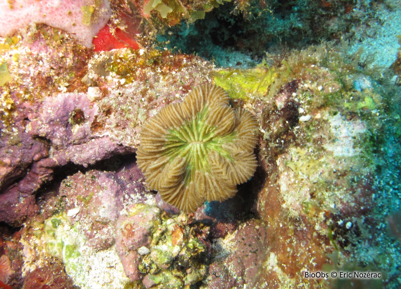 Rose de corail - Manicina areolata - Eric Nozérac - BioObs
