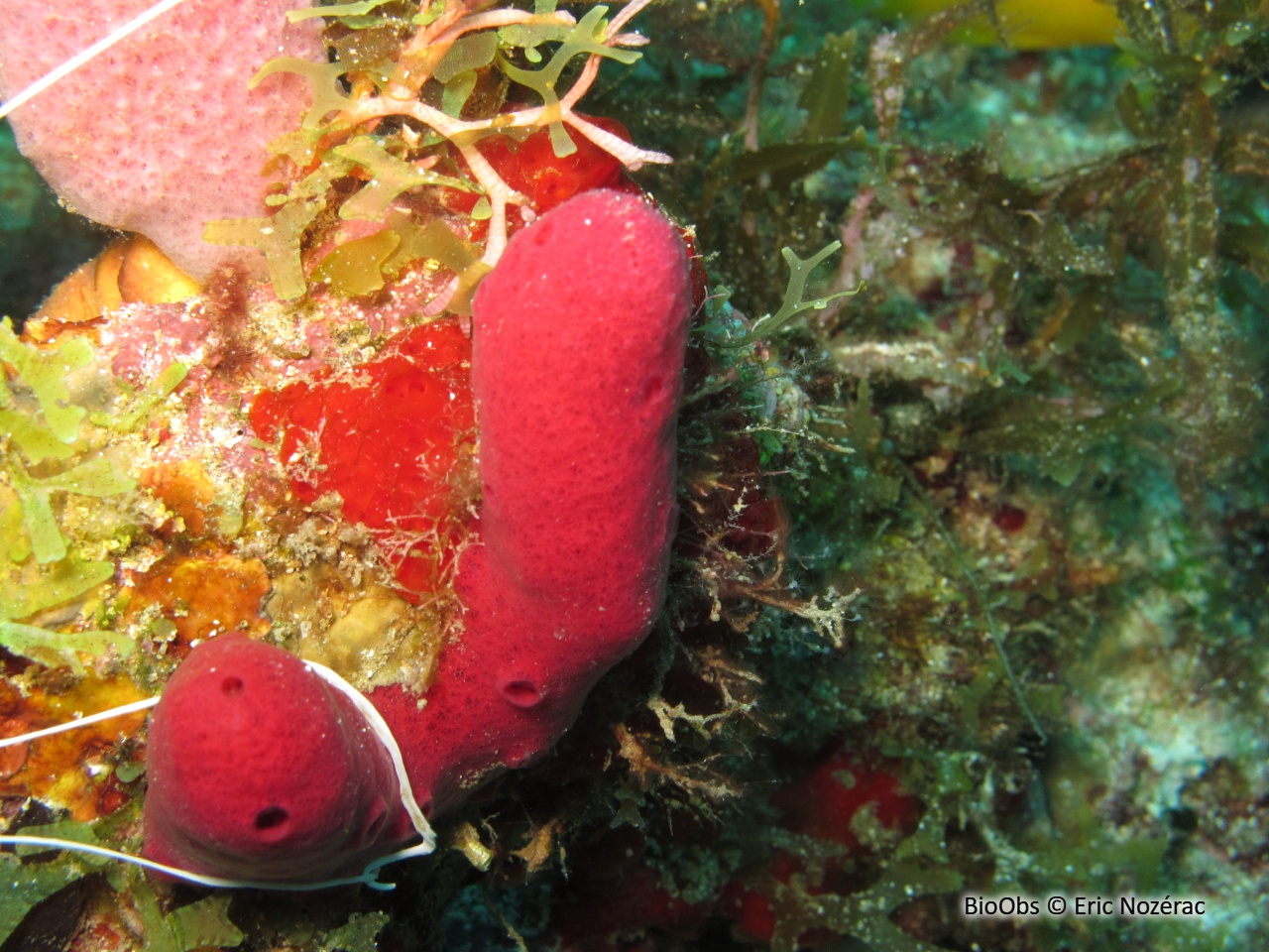 Eponge-corde rouge sang - Amphimedon compressa - Eric Nozérac - BioObs