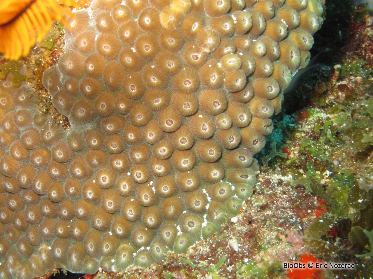 Grand corail étoilé - Montastraea cavernosa - Eric Nozérac - BioObs