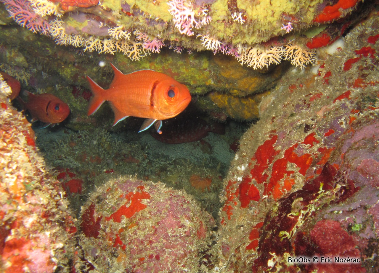 Mombin - Myripristis jacobus - Eric Nozérac - BioObs