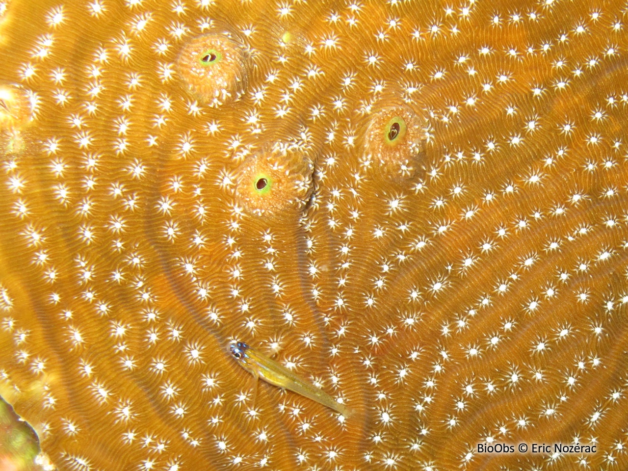Balane des coraux agaricia - Megatrema madreporarum - Eric Nozérac - BioObs