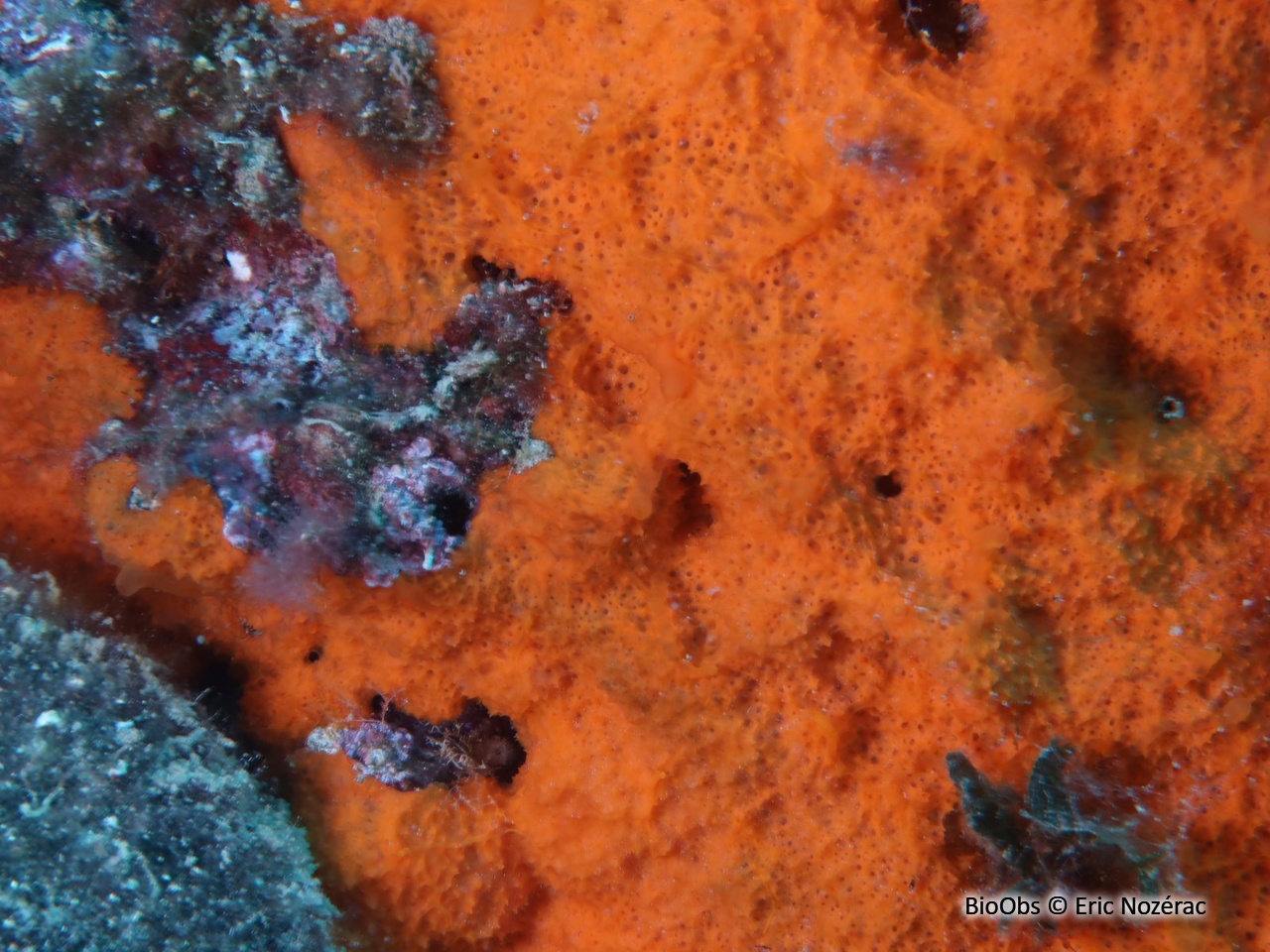 Scopaline ocre - Scopalina lophyropoda - Eric Nozérac - BioObs