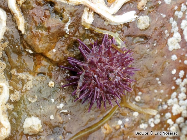 Oursin violet - Paracentrotus lividus - Eric Nozérac - BioObs