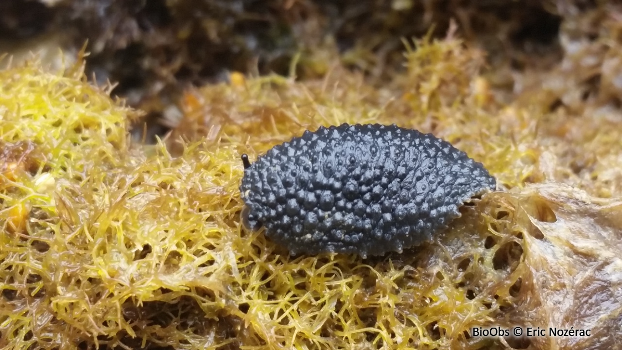 Limace celtique - Onchidella celtica - Eric Nozérac - BioObs