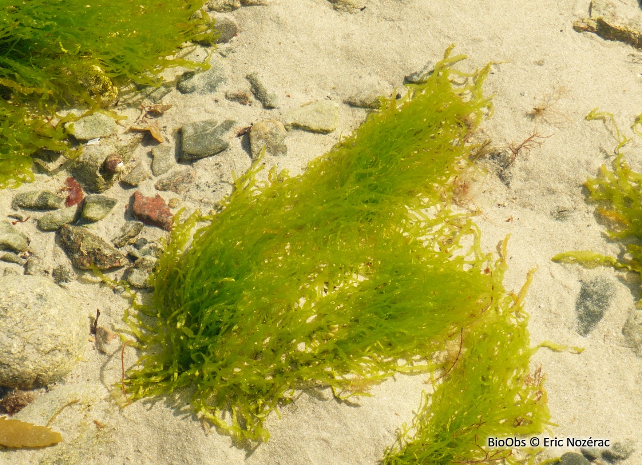 Entéromorphe - Ulva compressa - Eric Nozérac - BioObs