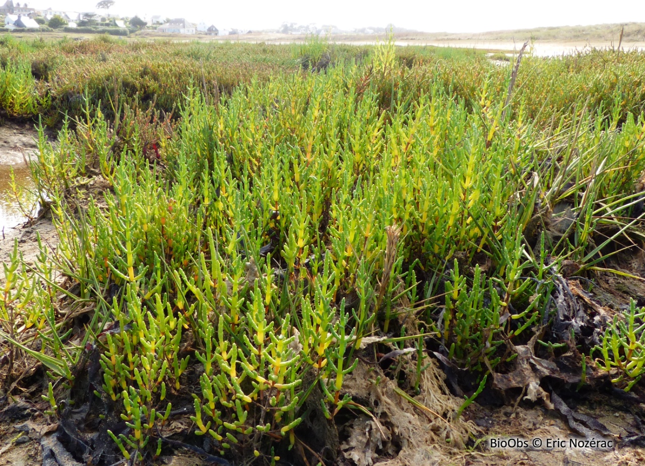 Salicorne - Salicornia spp. - Eric Nozérac - BioObs