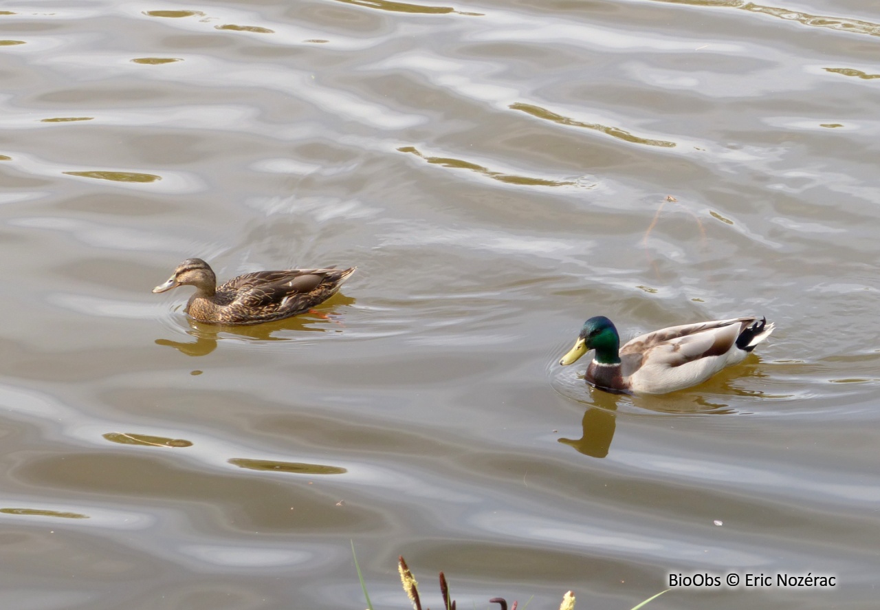 Canard colvert - Anas platyrhynchos - Eric Nozérac - BioObs