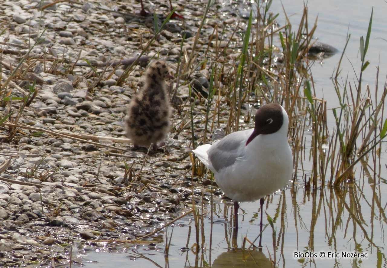 Mouette rieuse - Chroicocephalus ridibundus - Eric Nozérac - BioObs