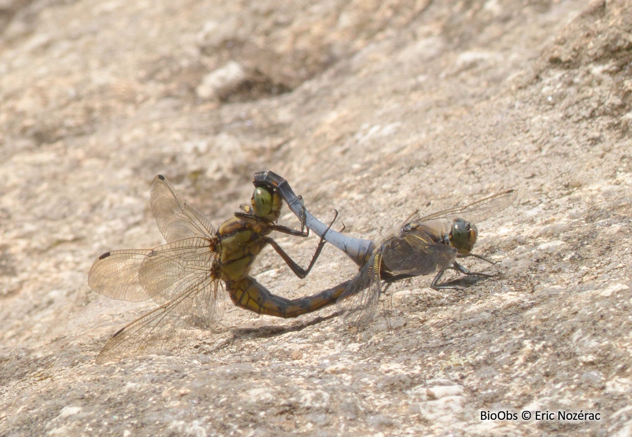 Orthétrum réticulé - Orthetrum cancellatum - Eric Nozérac - BioObs