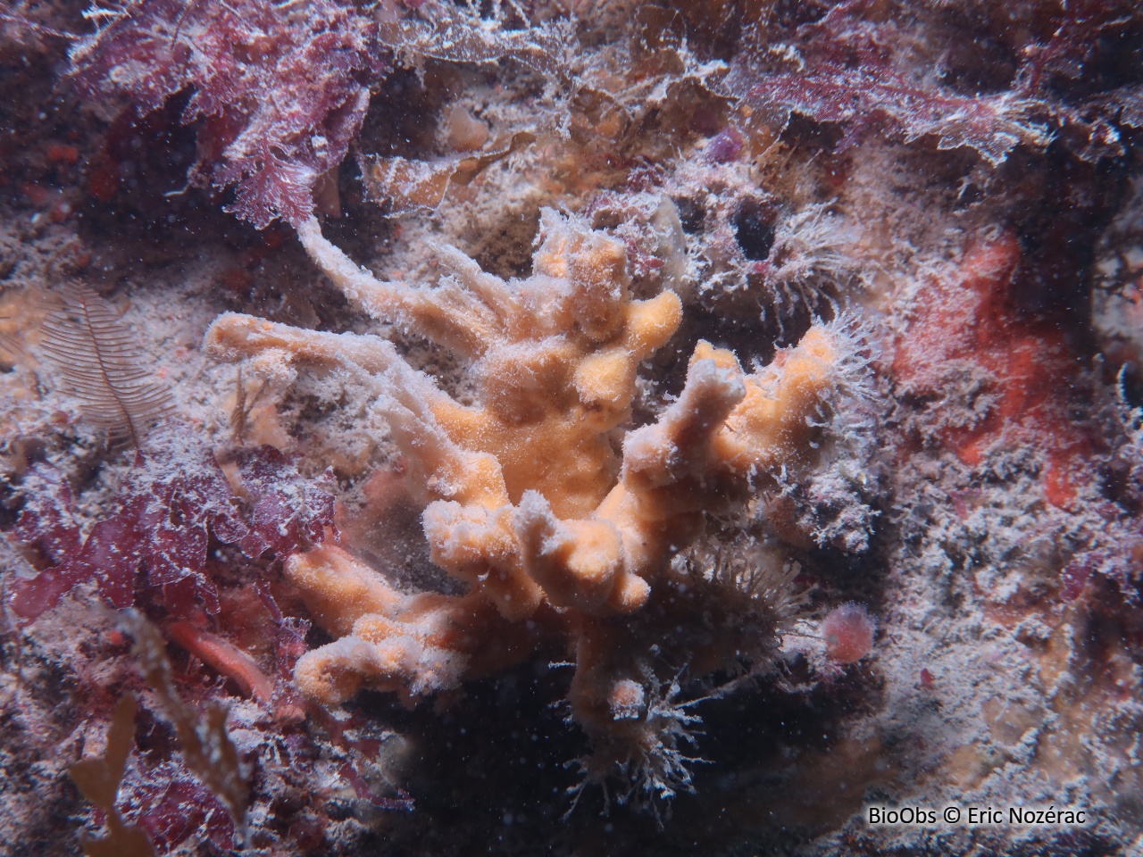 Axinelle tortueuse - Homaxinella subdola - Eric Nozérac - BioObs