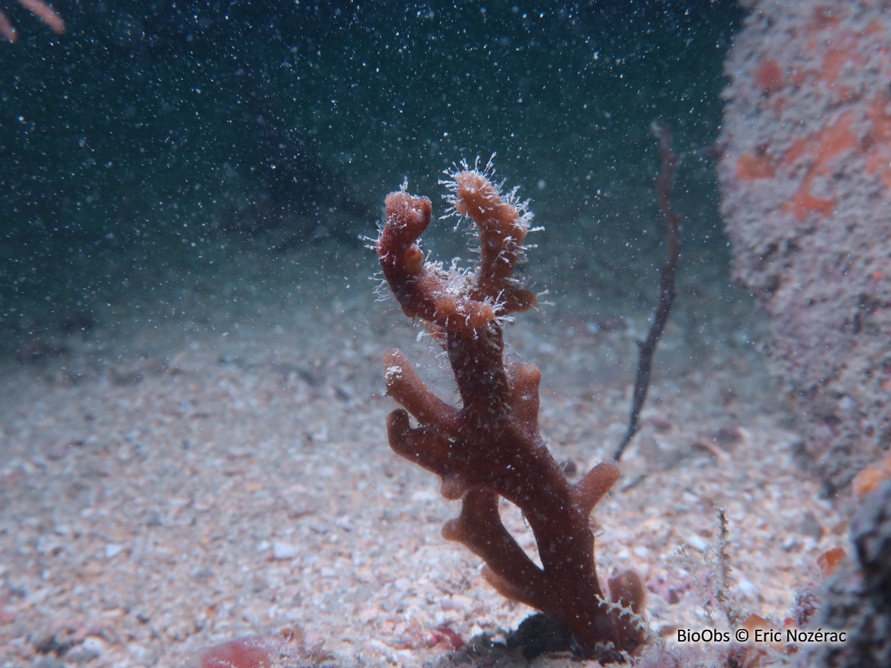 Doigts de feu - Alcyonidium sp. - Eric Nozérac - BioObs