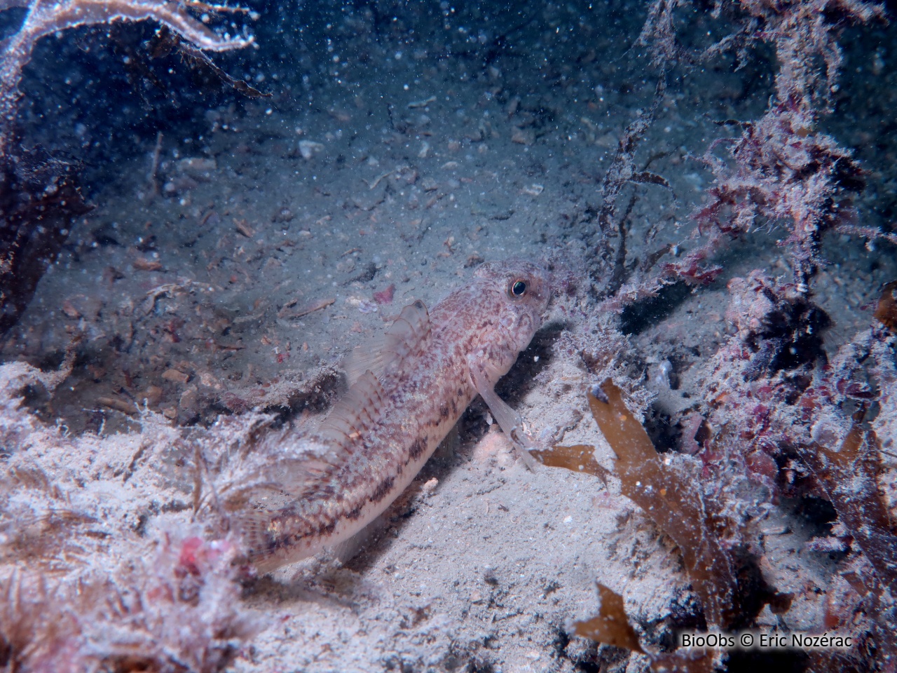 Gobie de Steven - Gobius gasteveni - Eric Nozérac - BioObs