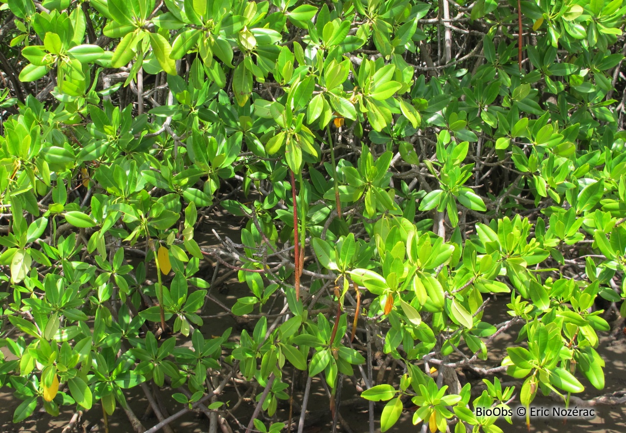 Palétuvier rouge - Rhizophora mangle - Eric Nozérac - BioObs