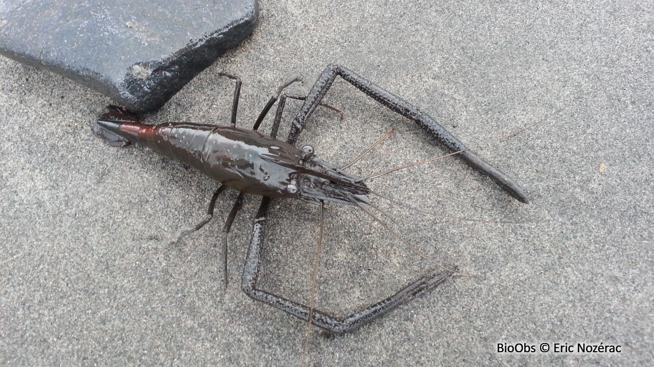Crevrette d'élevage - Machrobrachium rosenbergii - Eric Nozérac - BioObs