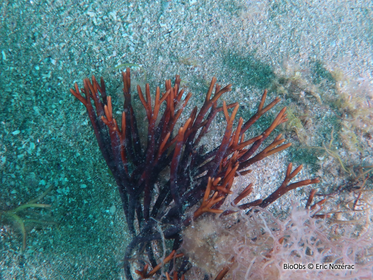 Algue rouge dichotome - Polyides rotunda - Eric Nozérac - BioObs