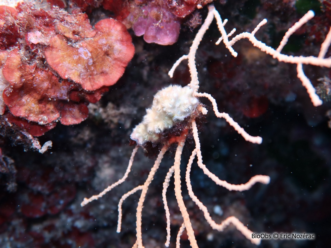 Disporelle napolitaine - Disporella hispida - Eric Nozérac - BioObs