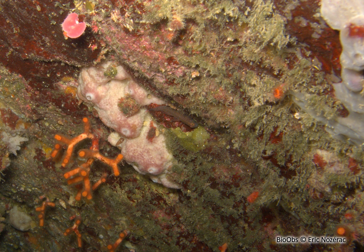 Gobie-corail nain - Corcyrogobius liechtensteini - Eric Nozérac - BioObs