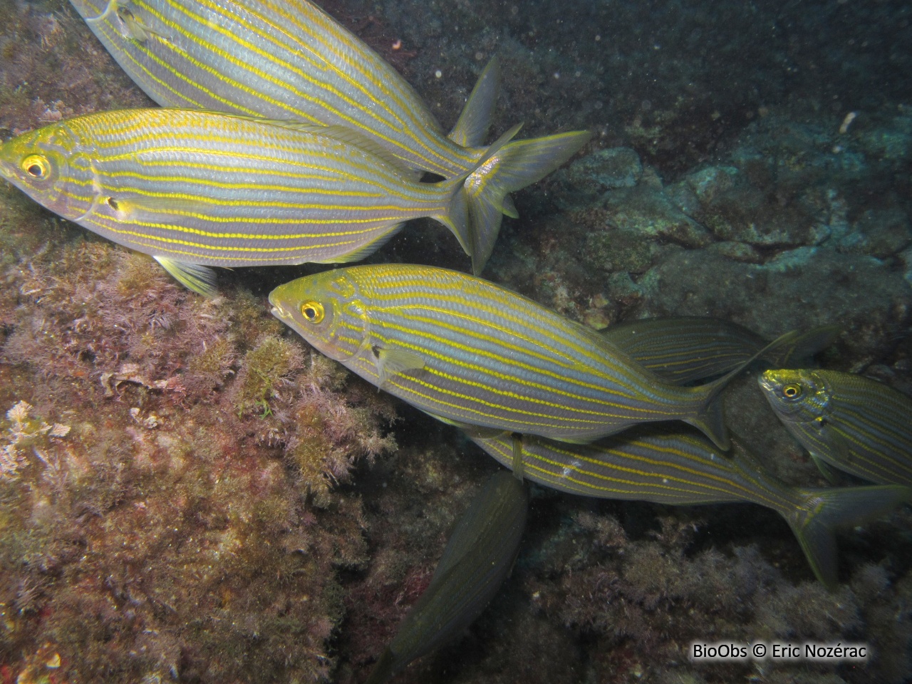 Saupe - Sarpa salpa - Eric Nozérac - BioObs