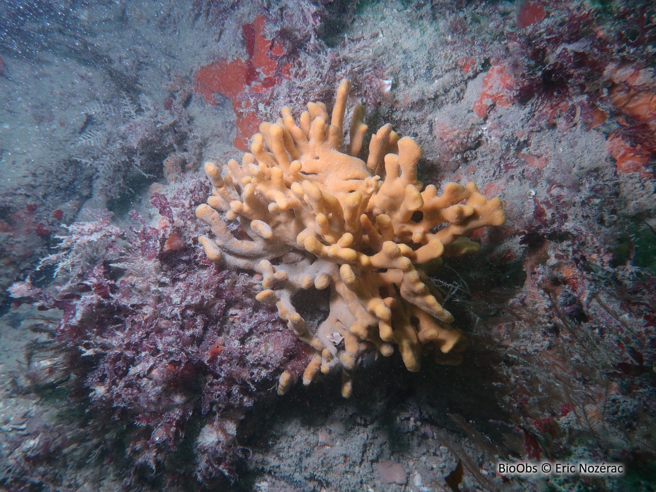 Axinelle tortueuse - Homaxinella subdola - Eric Nozérac - BioObs