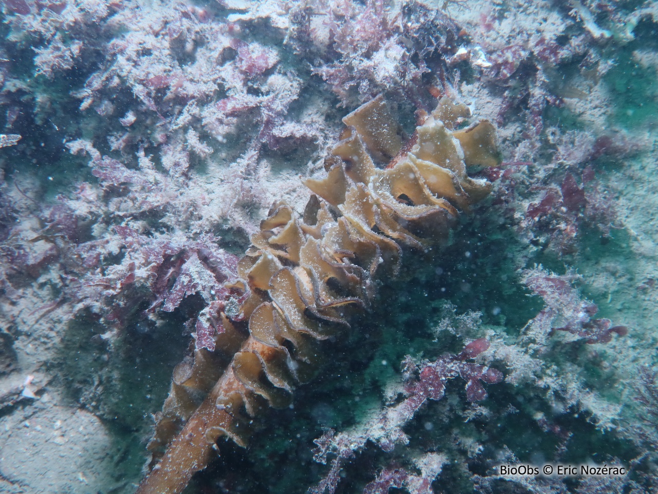 Wakamé - Undaria pinnatifida - Eric Nozérac - BioObs
