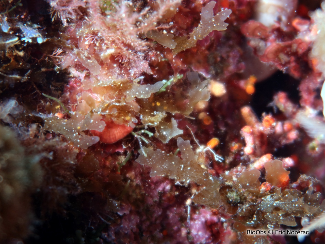 Feuille de Solier - Spatoglossum solieri - Eric Nozérac - BioObs