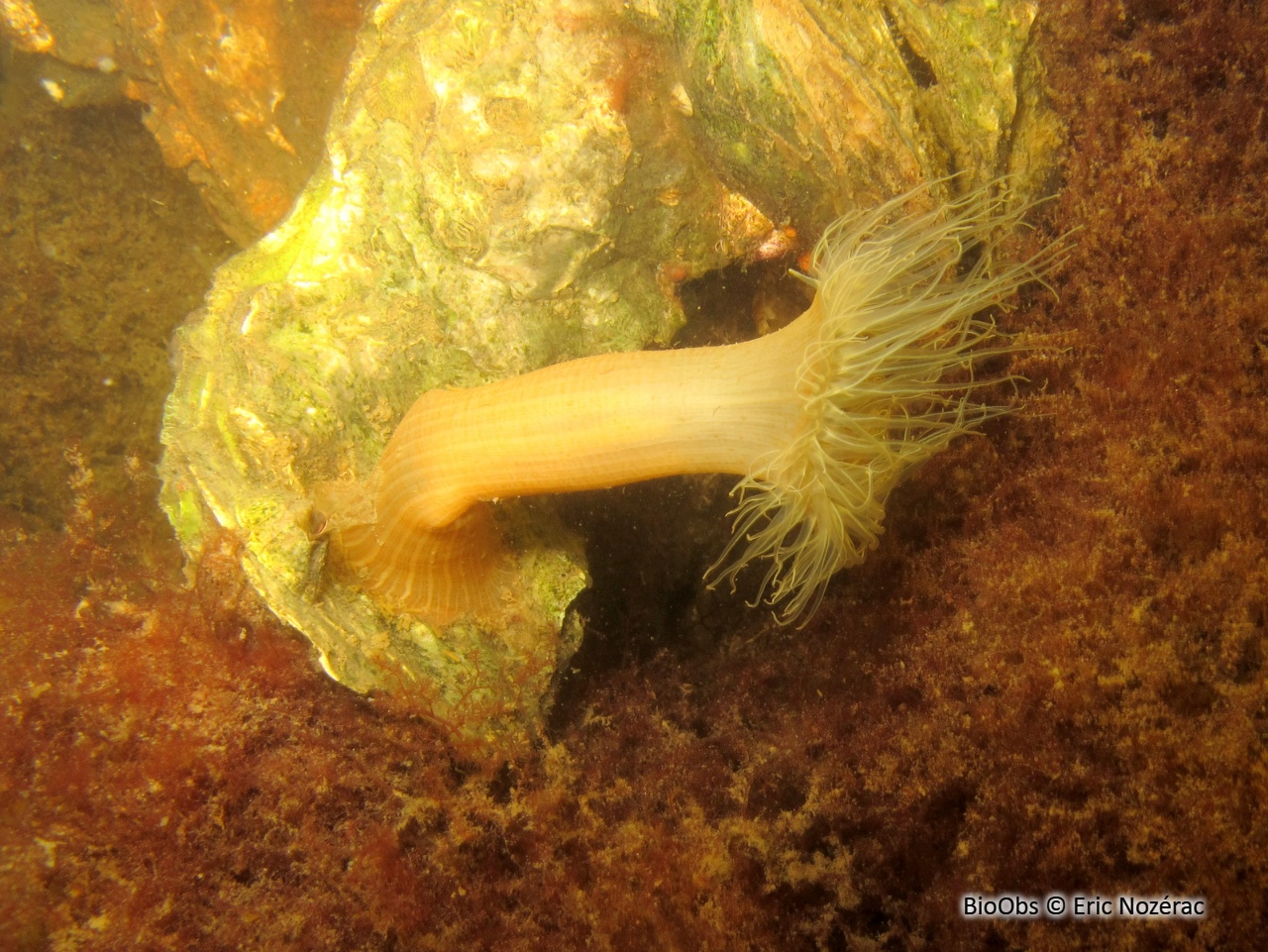 Sagartiogeton blanc - Cylista undata - Eric Nozérac - BioObs